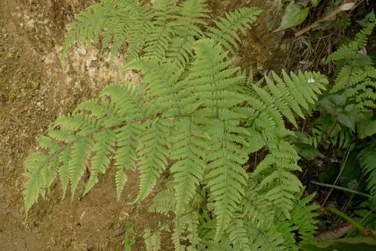 Image of swordfern