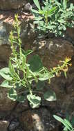 Image of Cleome rupicola Vicary