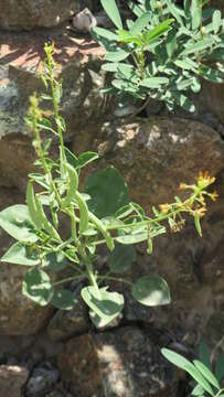 Image de Cleome rupicola Vicary