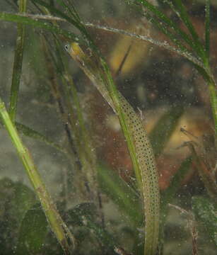 Image of Gulf pipefish