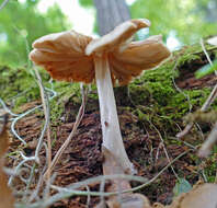 Image of Entoloma strictius (Peck) Sacc. 1887