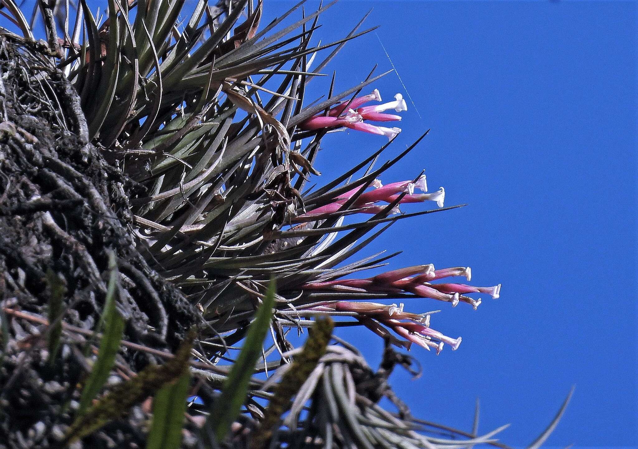 Image of narrowleaf airplant