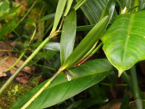 Imagem de Scaphyglottis bilineata (Rchb. fil.) Schltr.