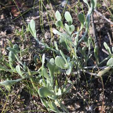 Sivun Helichrysum indicum (L.) Grierson kuva