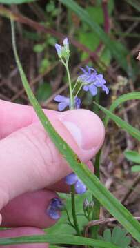 Image of Berlandier's Lobelia