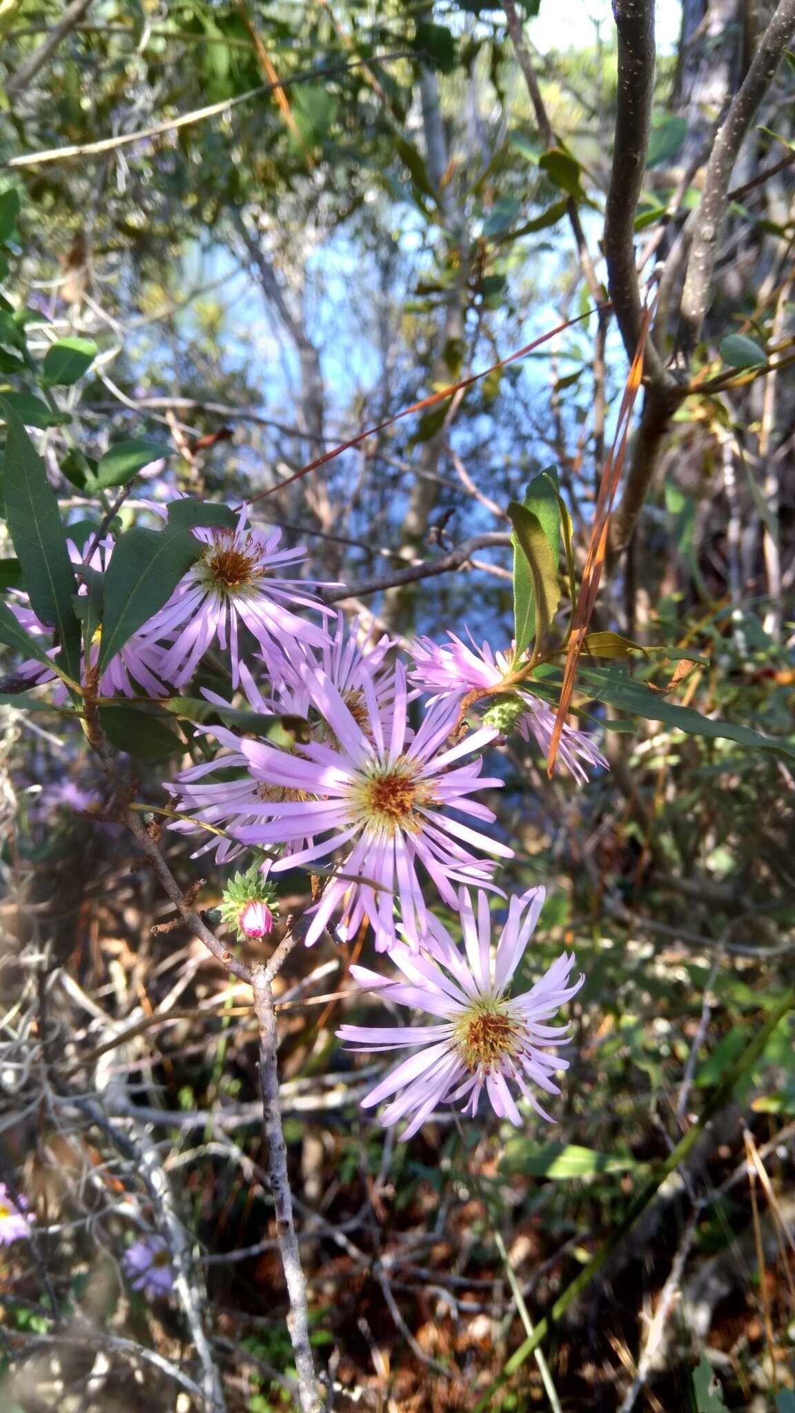 Image of climbing aster