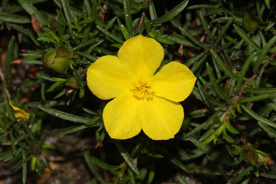 Image of Hibbertia procumbens (Labill.) DC.