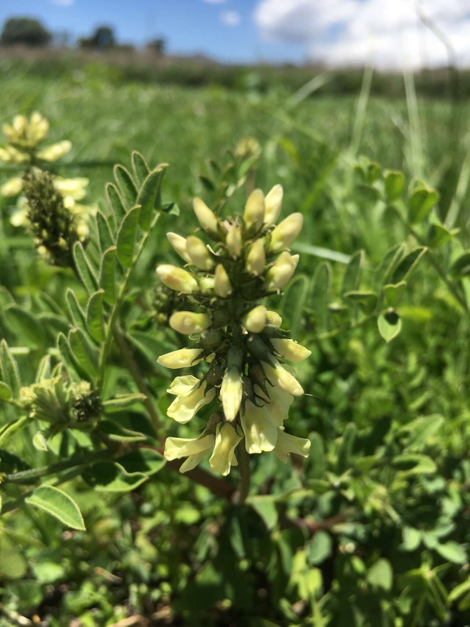 Sivun Astragalus strigulosus Kunth kuva