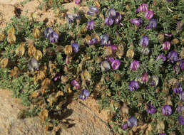 Imagem de Astragalus sesquiflorus S. Wats.