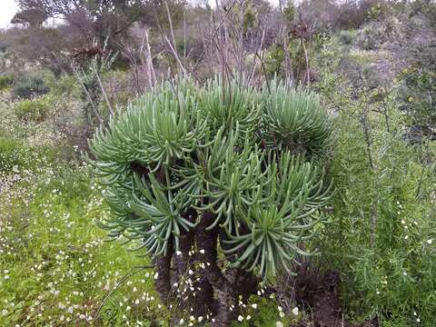 Image of <i>Tylecodon cacalioides</i>