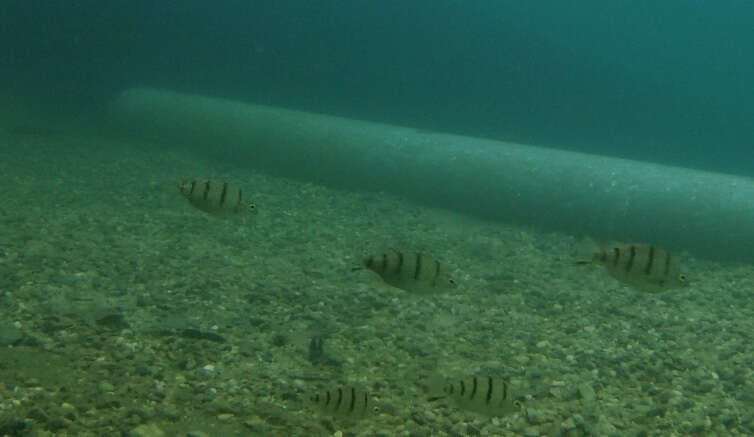 Image of Banded grunter