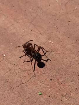 Image of Bicolored Harvester Ant