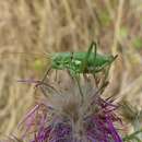 Слика од Uromenus brevicollis (Fischer 1853)