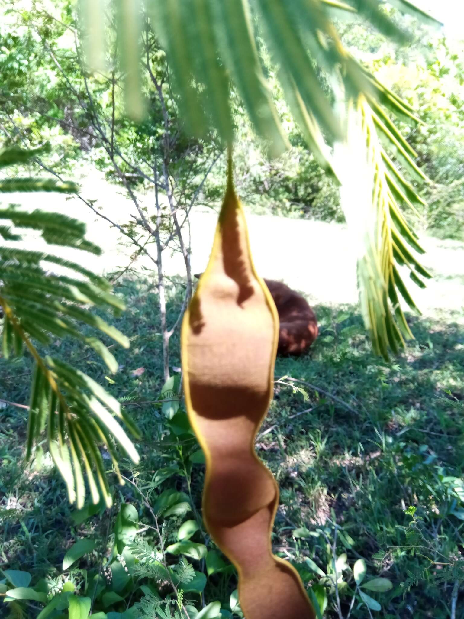 Image of Albizia polyphylla E. Fourn.