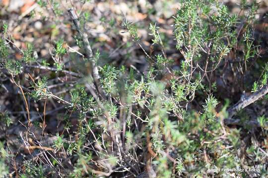 Image of Halimium umbellatum subsp. viscosum (Willk.) O. Bolós & Vigo