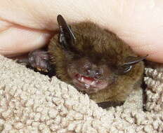 Image of African Pipistrelle