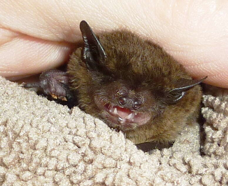 Image of African Pipistrelle