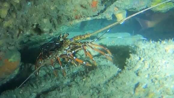 Image of Longlegged Spiny Lobster