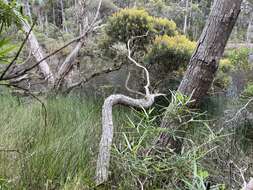 Image of Banksia seminuda (A. S. George) B. L. Rye