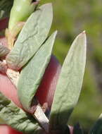 Imagem de Delosperma litorale (Kensit) L. Bol.