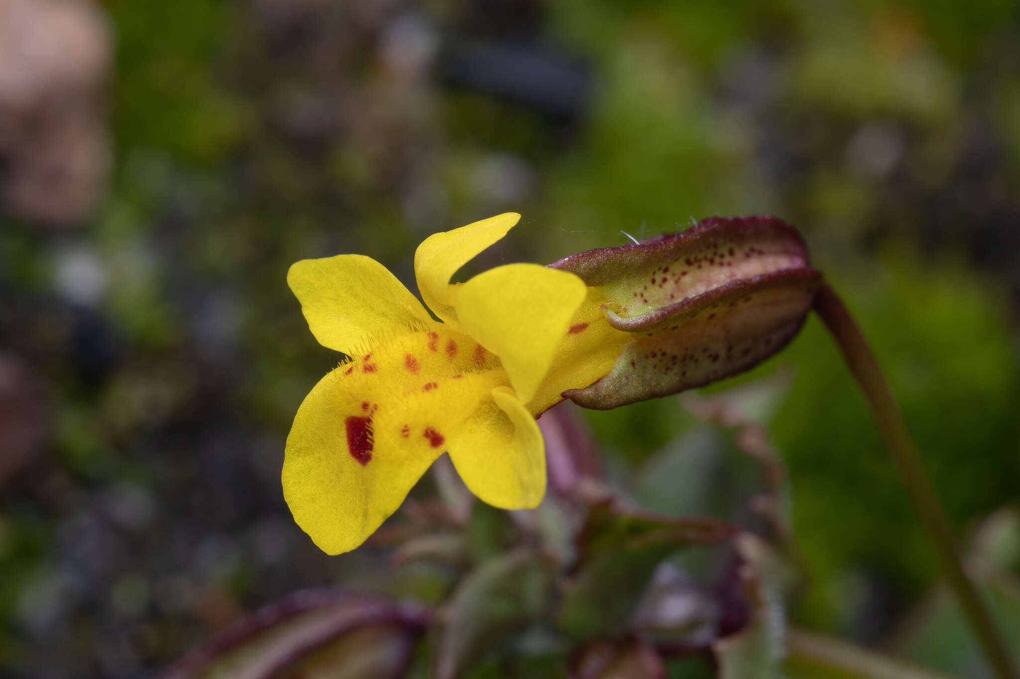 Image of Erythranthe nasuta (Greene) G. L. Nesom