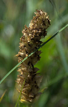 Imagem de Lagotis integrifolia (Willd.) Schischk. ex Vikulova