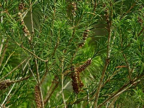 صورة Melaleuca armillaris subsp. armillaris