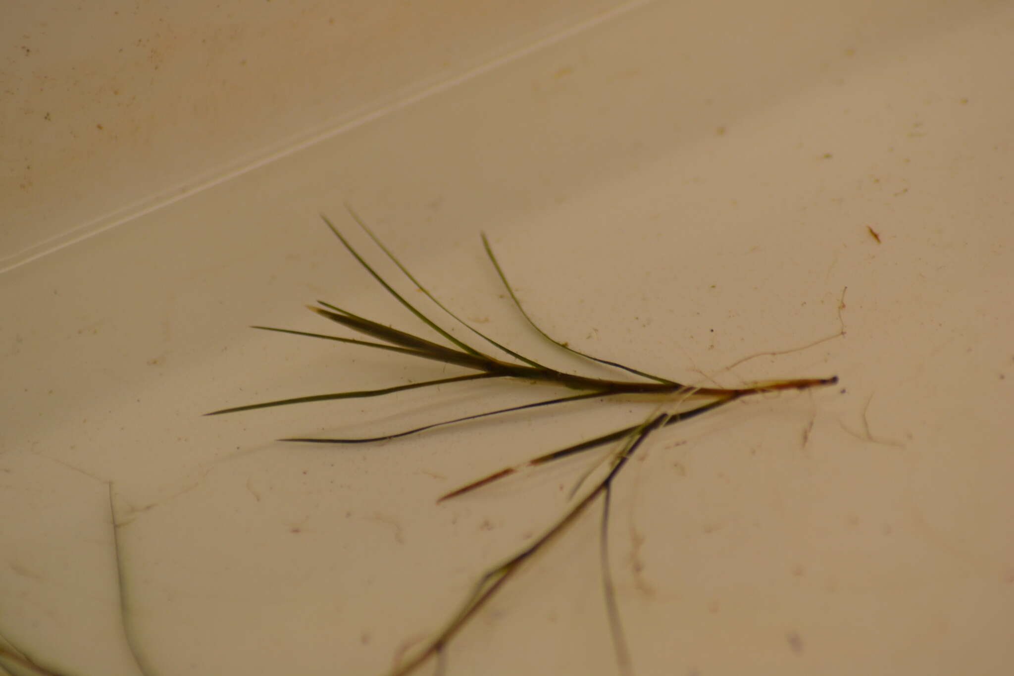 Image of narrow-leaved pondweed