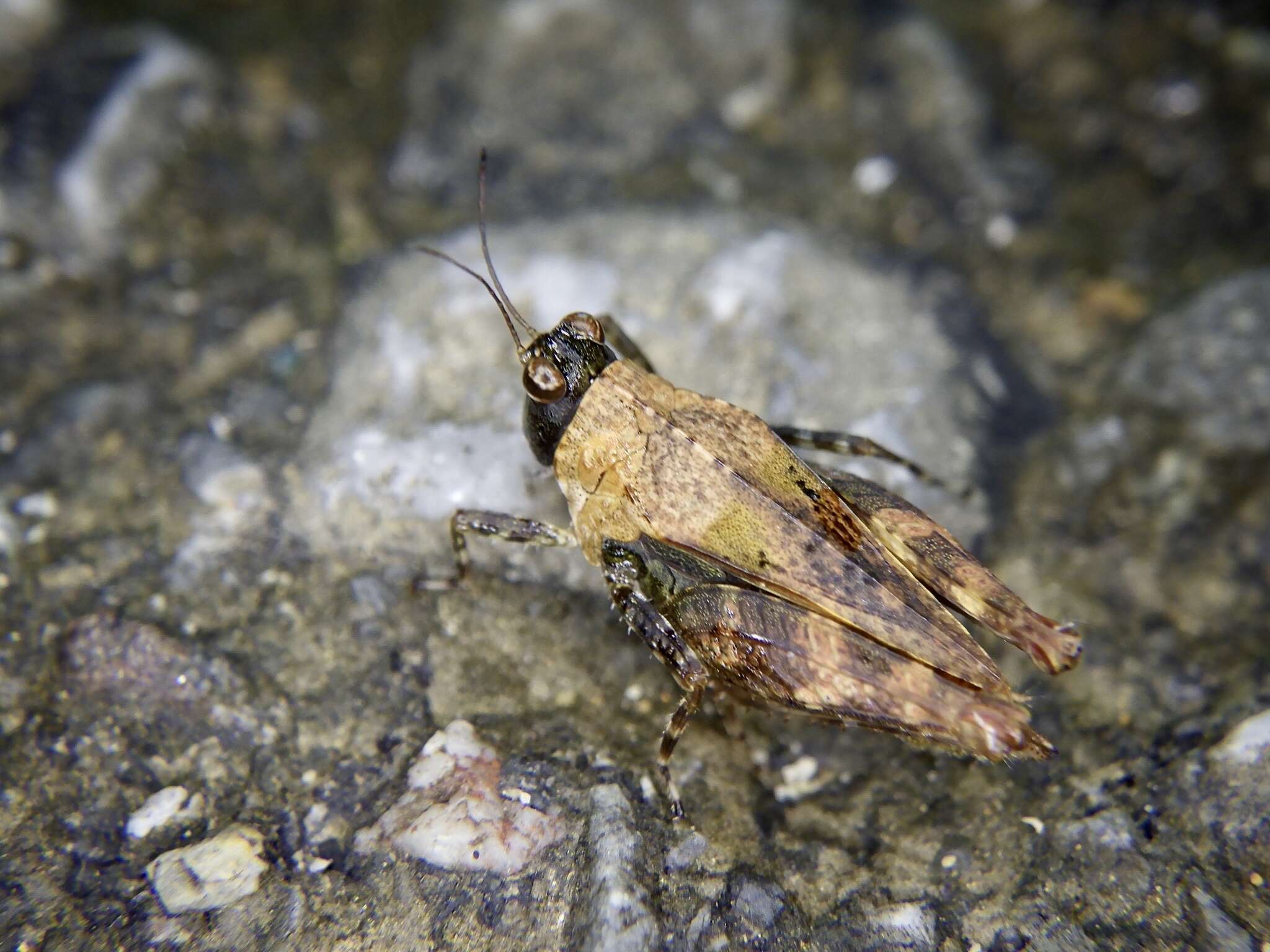 Image of Tetrix japonica (Bolívar & I. 1887)