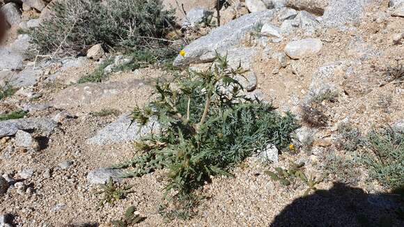 Image of hairy blazingstar