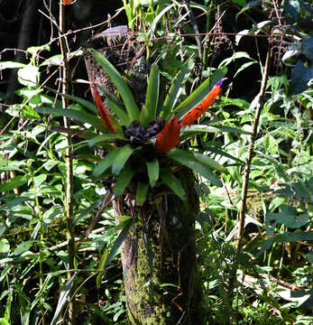 Image of Tillandsia multicaulis Steud.