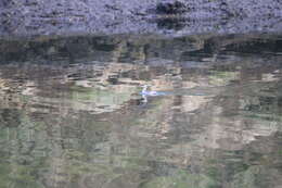 Image of Australasian Grebe