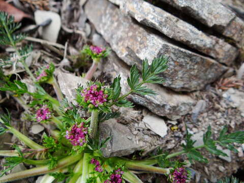 Image of Chaerophyllum taiwanianum (Masam.) K. F. Chung