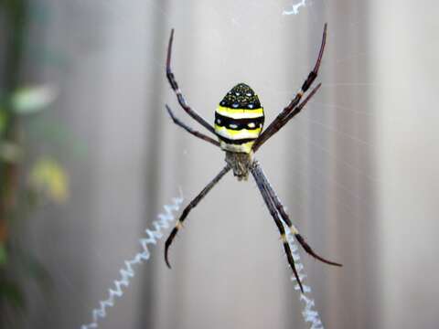 Image of St Andrews cross spider