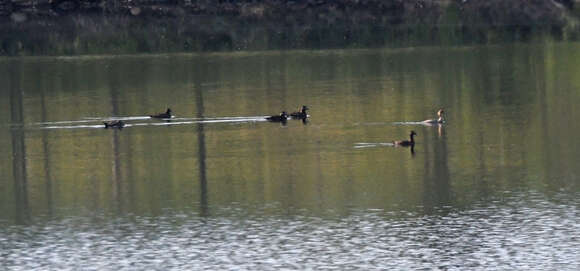 Image of Velvet Scoter