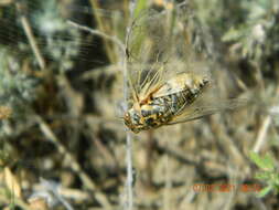 Image of Cicadatra platyptera Fieber 1876