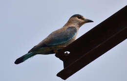 Imagem de Coracias benghalensis (Linnaeus 1758)