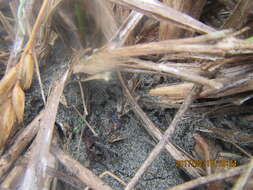 صورة Latrodectus katipo Powell 1871