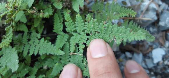 Image of Myriopteris chipinquensis (Knobloch & Lellinger) Grusz & Windham