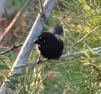 Image of Cuban Bullfinch