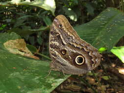 Image of Caligo illioneus oberon Butler 1870