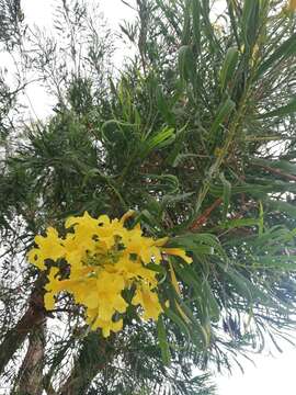 Image of Astianthus