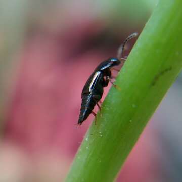 Image of Tachinus (Tachinus) flavolimbatus Pandellé 1869