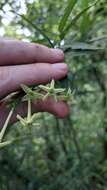 Image of Cestrum cristinae D. A. Soto