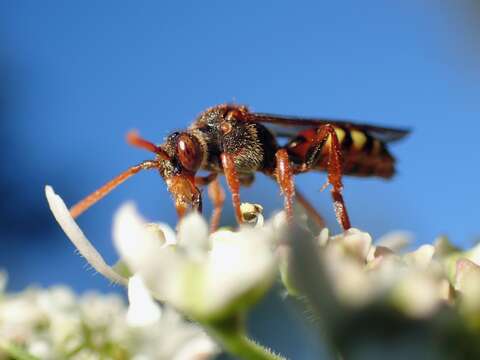 Image of Nomada flava Panzer 1798