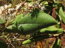 Sivun Miconia alata (Aubl.) DC. kuva