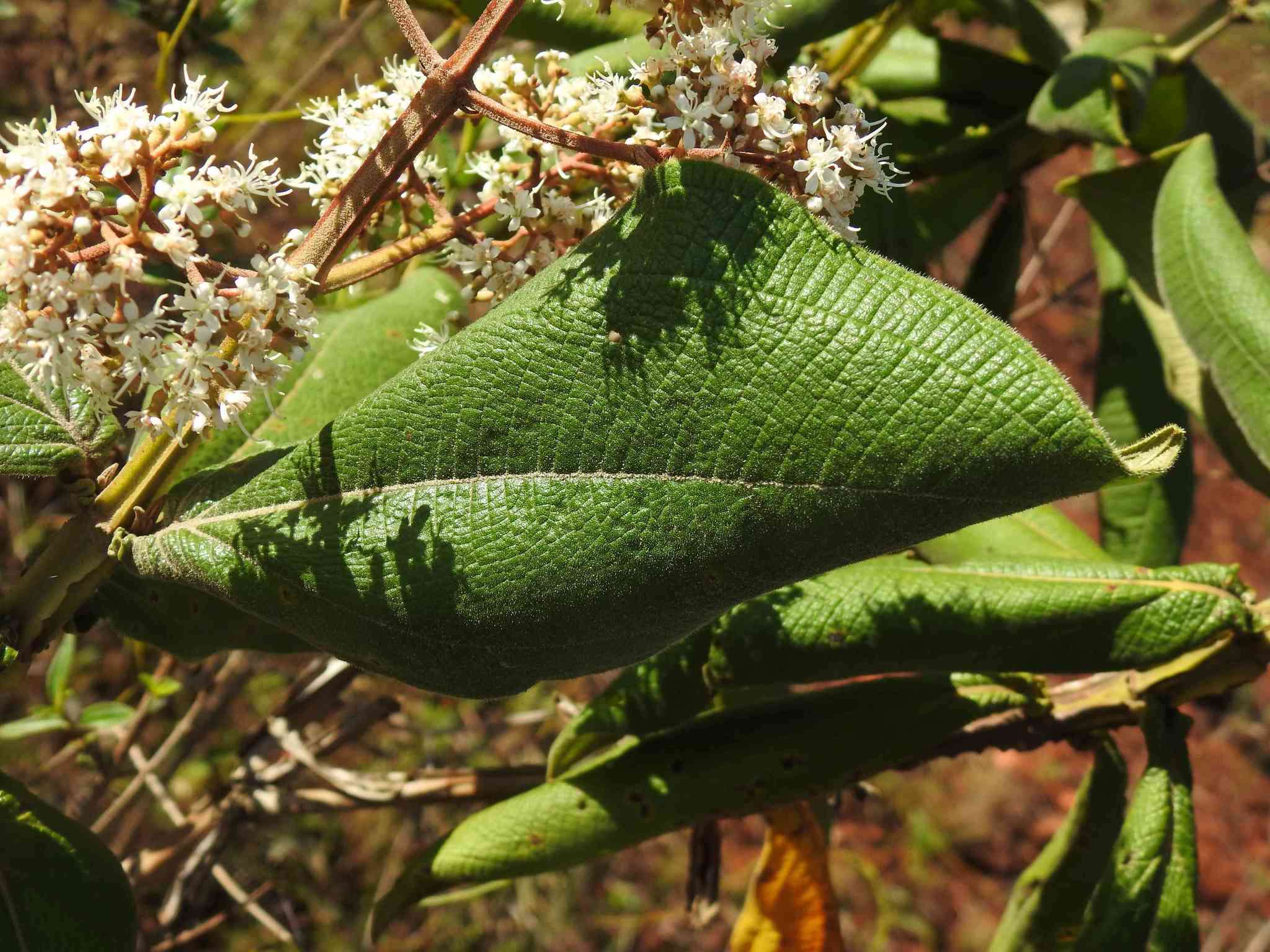 Sivun Miconia alata (Aubl.) DC. kuva