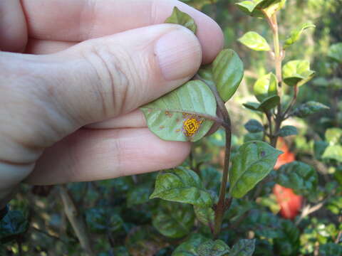 Image of Myrtle rust