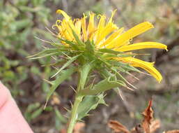 Imagem de Berkheya spinosa (L. fil.) Druce