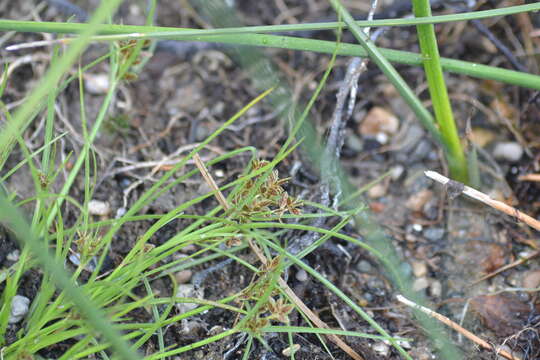 Image of slender flatsedge